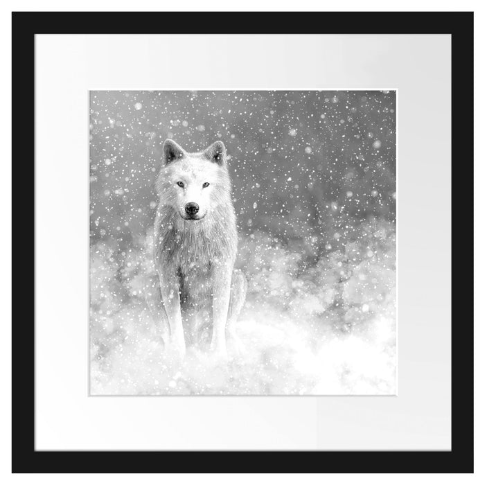 Majestätischer weißer Wolf im Schnee, Monochrome Passepartout Quadratisch 40