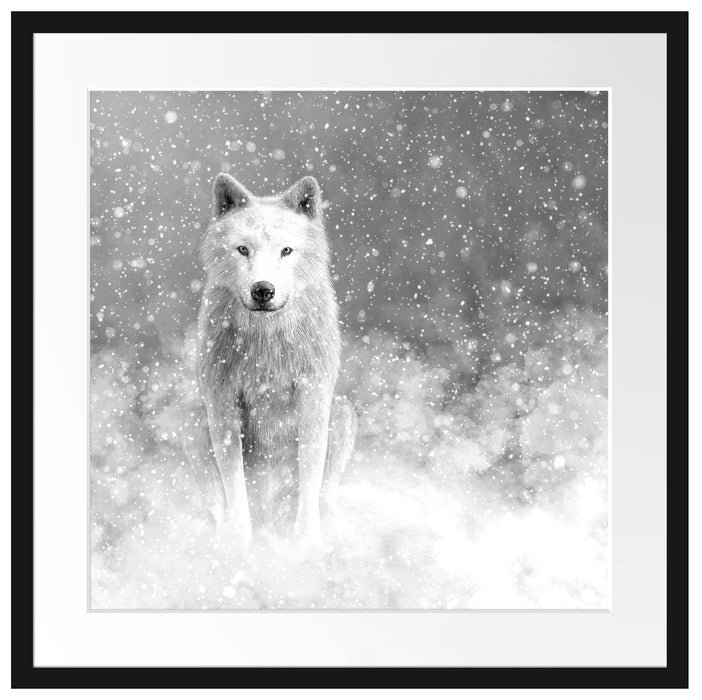 Majestätischer weißer Wolf im Schnee, Monochrome Passepartout Quadratisch 55