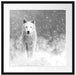 Majestätischer weißer Wolf im Schnee, Monochrome Passepartout Quadratisch 55