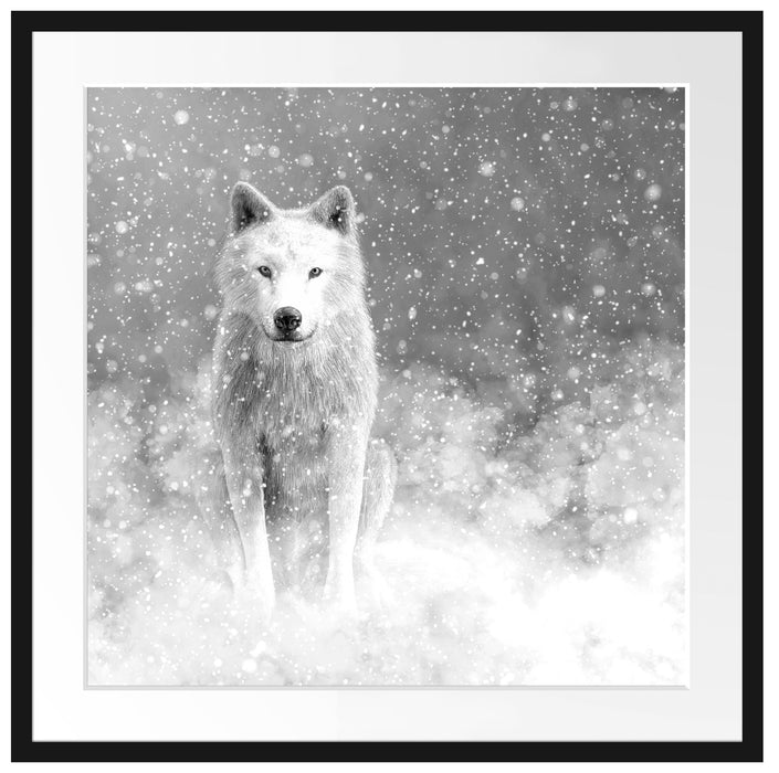 Majestätischer weißer Wolf im Schnee, Monochrome Passepartout Quadratisch 70
