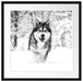 Sibirischer Husky im Winterwald, Monochrome Passepartout Quadratisch 55
