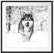 Sibirischer Husky im Winterwald, Monochrome Passepartout Quadratisch 70