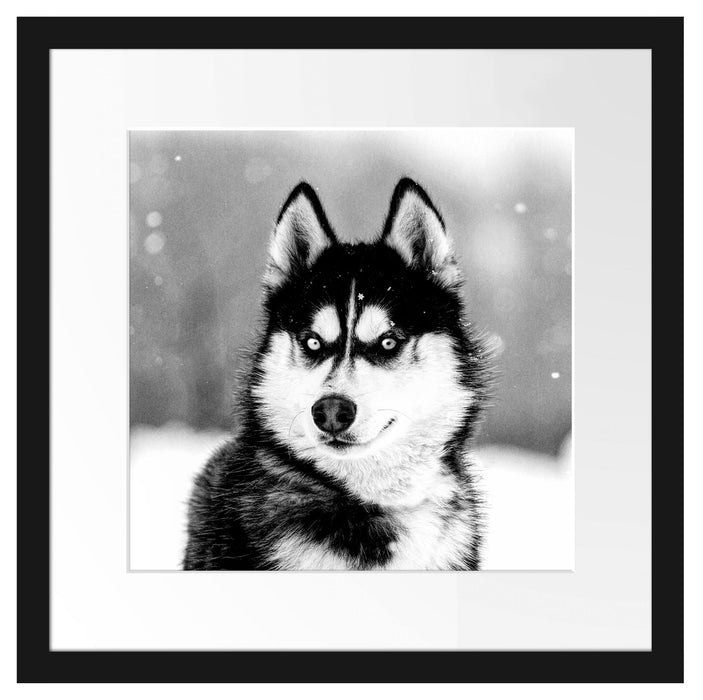 Husky mit unterschiedlichen Augenfarben, Monochrome Passepartout Quadratisch 40