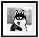 Husky mit unterschiedlichen Augenfarben, Monochrome Passepartout Quadratisch 40