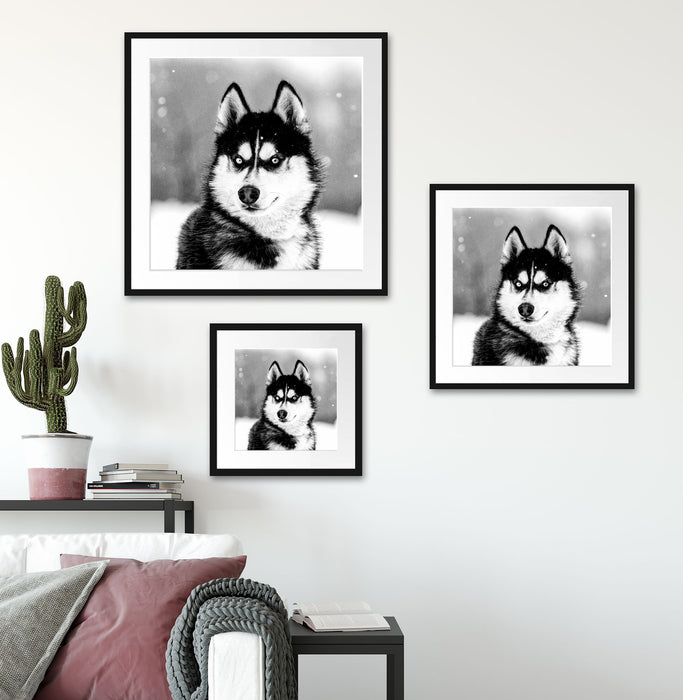 Husky mit unterschiedlichen Augenfarben, Monochrome Passepartout Wohnzimmer Quadratisch