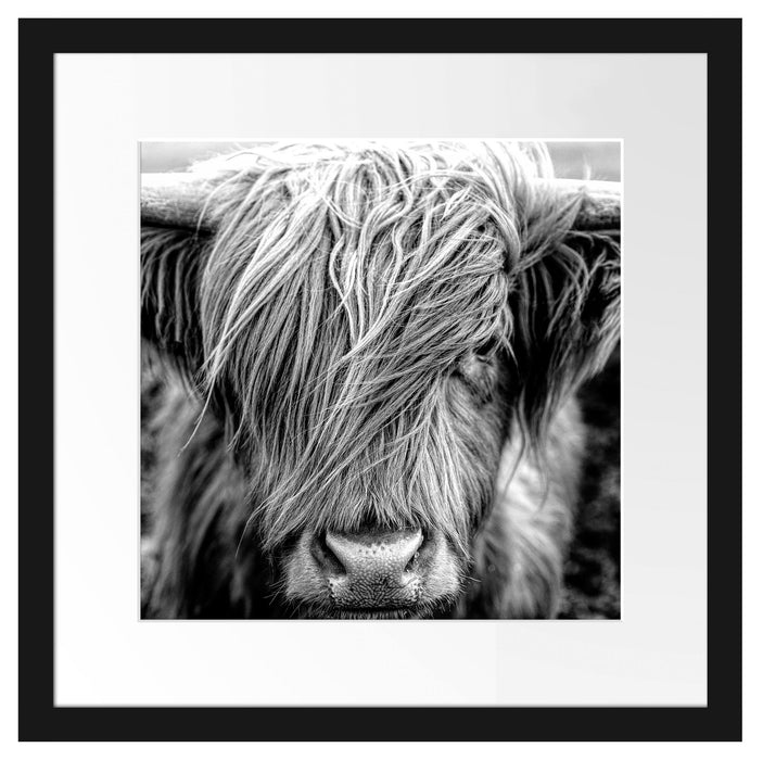 Nahaufnahme schottisches Highlandrind, Monochrome Passepartout Quadratisch 40