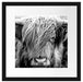 Nahaufnahme schottisches Highlandrind, Monochrome Passepartout Quadratisch 40