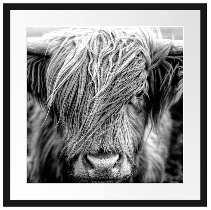 Nahaufnahme schottisches Highlandrind, Monochrome Passepartout Quadratisch 55