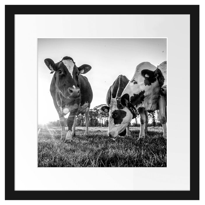 Kühe grasen auf Wiese bei Sonnenuntergang, Monochrome Passepartout Quadratisch 40