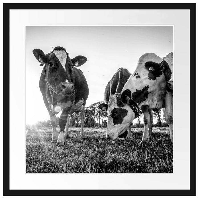 Kühe grasen auf Wiese bei Sonnenuntergang, Monochrome Passepartout Quadratisch 55