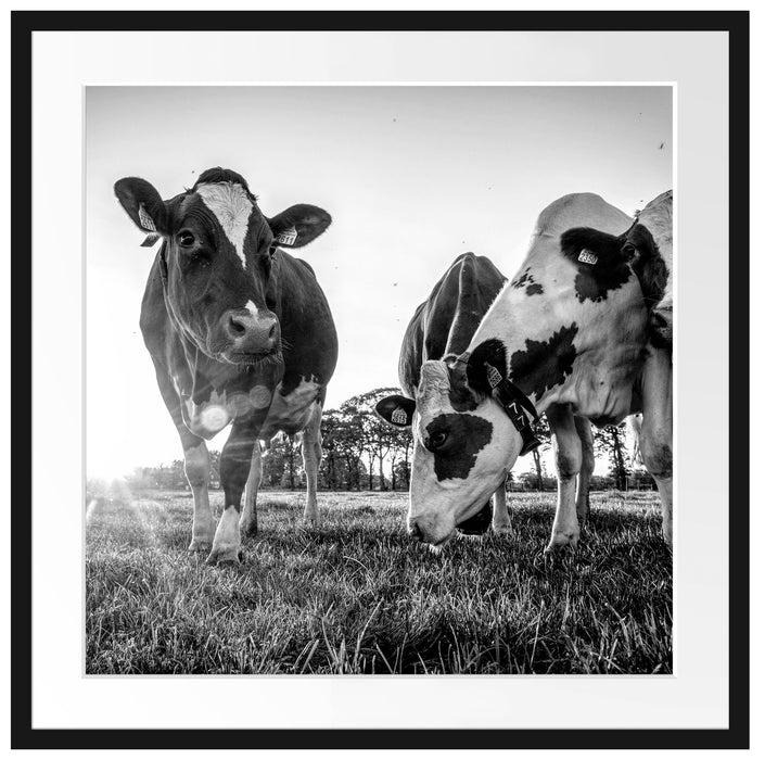 Kühe grasen auf Wiese bei Sonnenuntergang, Monochrome Passepartout Quadratisch 70