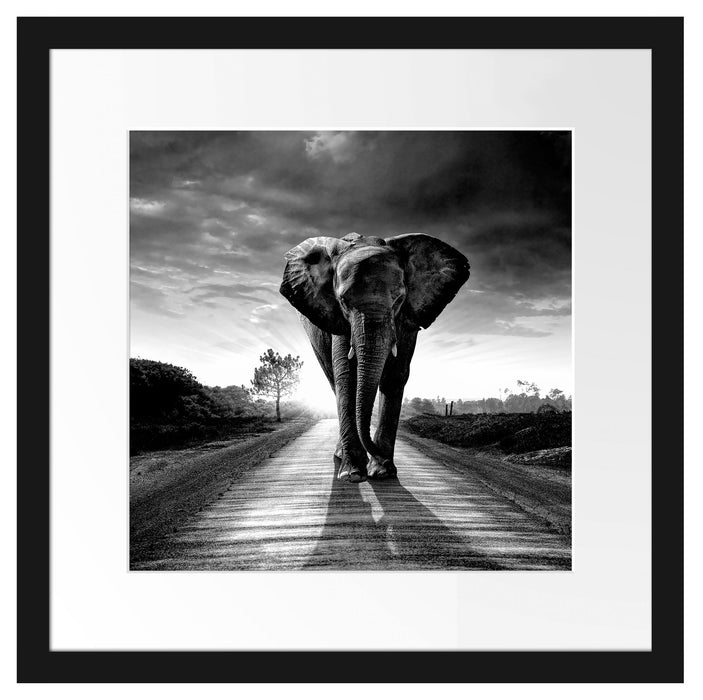 Elefant frontal auf Straße laufend, Monochrome Passepartout Quadratisch 40