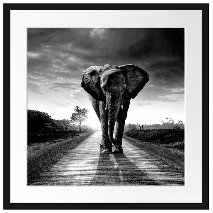 Elefant frontal auf Straße laufend, Monochrome Passepartout Quadratisch 55