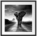 Elefant frontal auf Straße laufend, Monochrome Passepartout Quadratisch 55