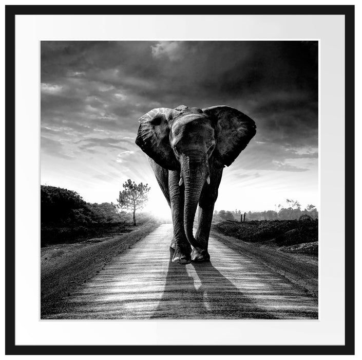 Elefant frontal auf Straße laufend, Monochrome Passepartout Quadratisch 70