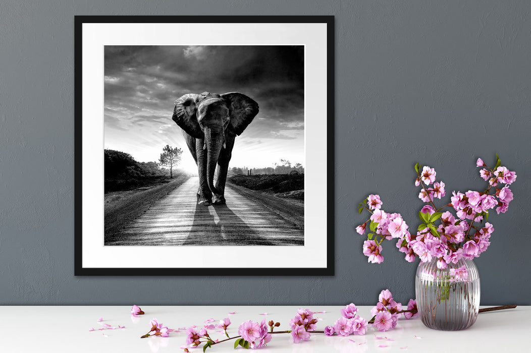 Elefant frontal auf Straße laufend, Monochrome Passepartout Detail Quadratisch