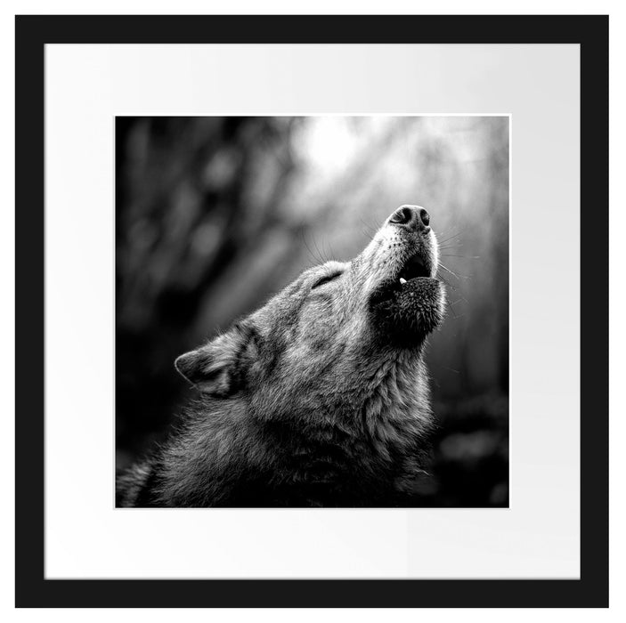 Heulender Wolf Nahaufnahme, Monochrome Passepartout Quadratisch 40