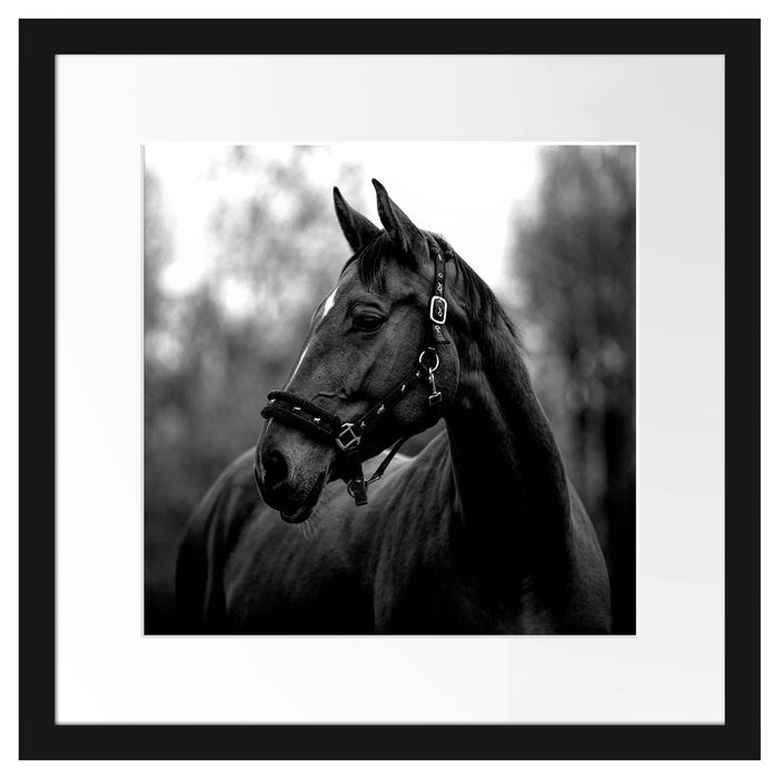 Nahaufnahme braunes Pferd im Herbstwald, Monochrome Passepartout Quadratisch 40