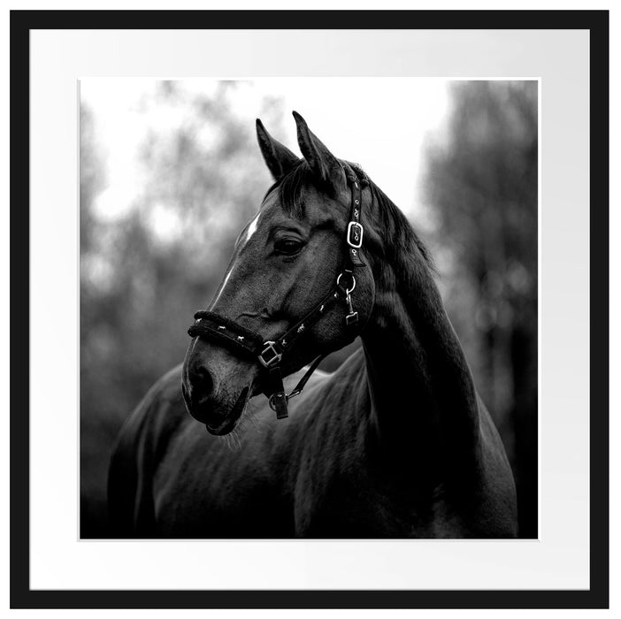 Nahaufnahme braunes Pferd im Herbstwald, Monochrome Passepartout Quadratisch 55