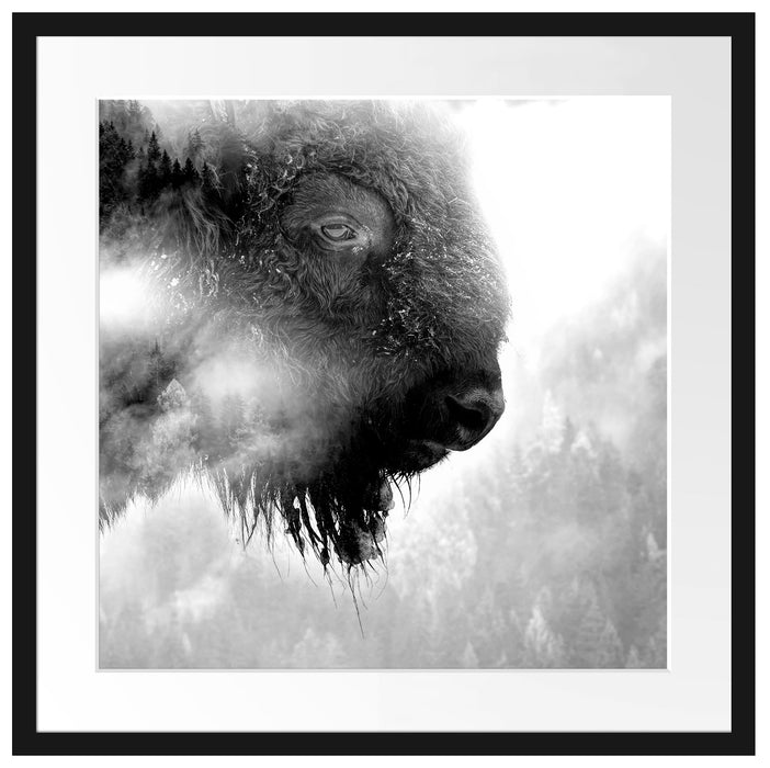 Wildes Bison in nebeligem Wald, Monochrome Passepartout Quadratisch 55