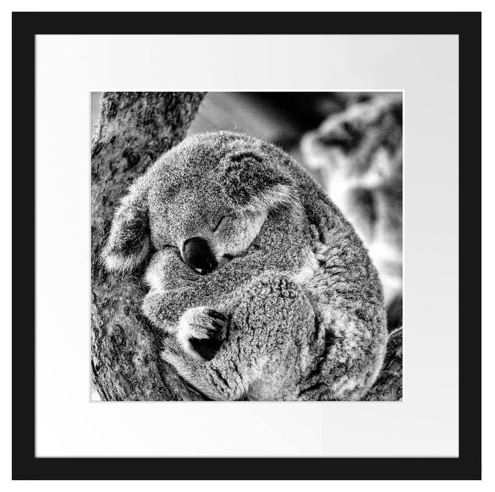 Koala schläft eingekuschelt im Baum, Monochrome Passepartout Quadratisch 40
