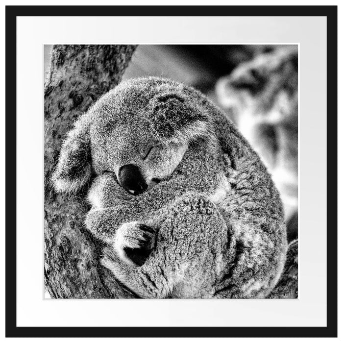Koala schläft eingekuschelt im Baum, Monochrome Passepartout Quadratisch 55