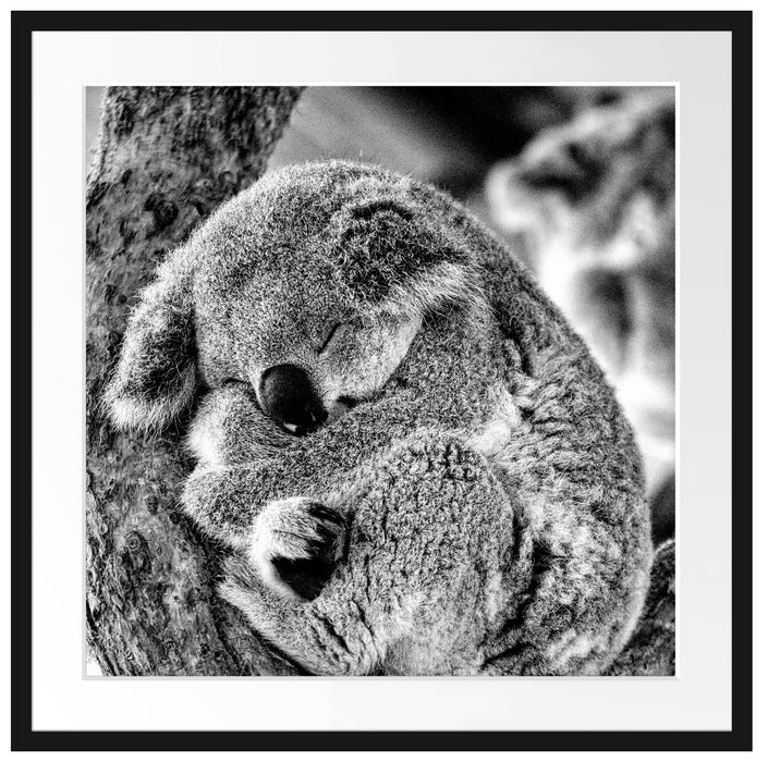 Koala schläft eingekuschelt im Baum, Monochrome Passepartout Quadratisch 70