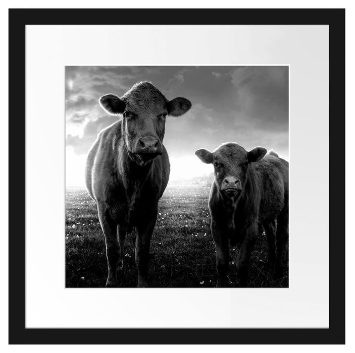 Kuh und Kalb im Sonnenuntergang auf Wiese, Monochrome Passepartout Quadratisch 40