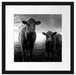 Kuh und Kalb im Sonnenuntergang auf Wiese, Monochrome Passepartout Quadratisch 40