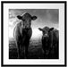 Kuh und Kalb im Sonnenuntergang auf Wiese, Monochrome Passepartout Quadratisch 55