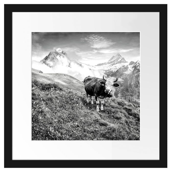 Kuh auf grüner Alm in den Bergen, Monochrome Passepartout Quadratisch 40