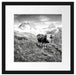 Kuh auf grüner Alm in den Bergen, Monochrome Passepartout Quadratisch 40
