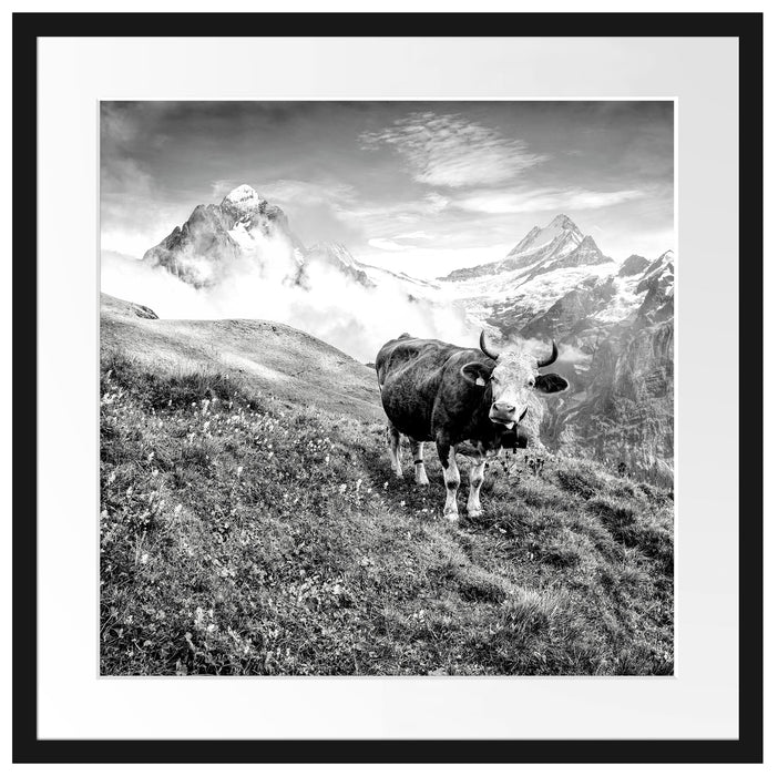 Kuh auf grüner Alm in den Bergen, Monochrome Passepartout Quadratisch 55