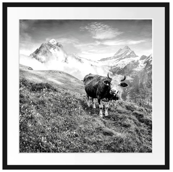 Kuh auf grüner Alm in den Bergen, Monochrome Passepartout Quadratisch 70