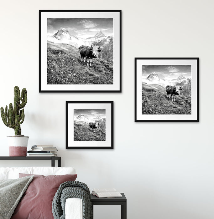 Kuh auf grüner Alm in den Bergen, Monochrome Passepartout Wohnzimmer Quadratisch