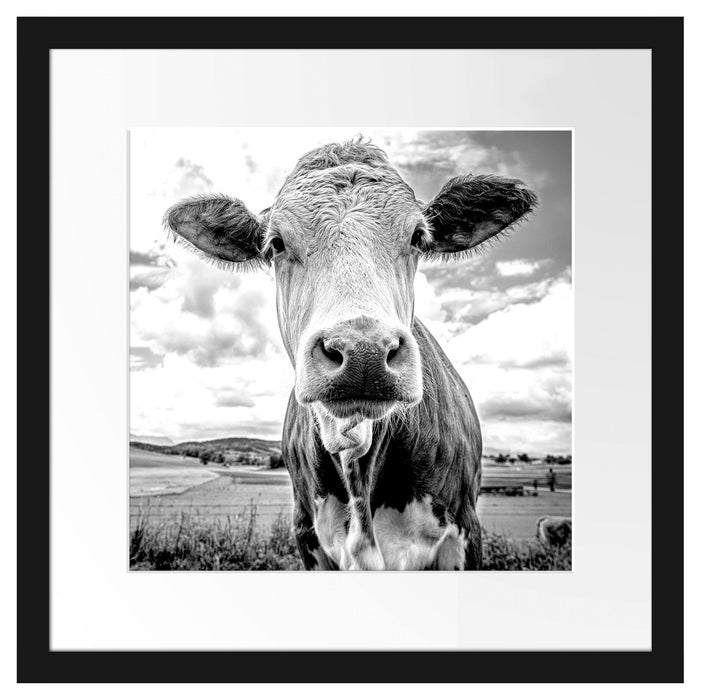 Nahaufnahme Kuh auf grüner Weide, Monochrome Passepartout Quadratisch 40