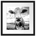 Nahaufnahme Kuh auf grüner Weide, Monochrome Passepartout Quadratisch 40