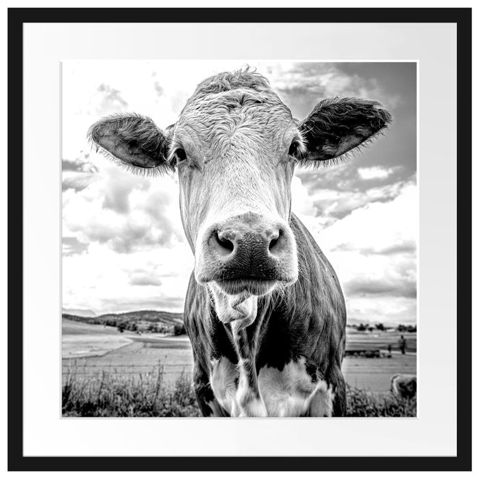 Nahaufnahme Kuh auf grüner Weide, Monochrome Passepartout Quadratisch 55