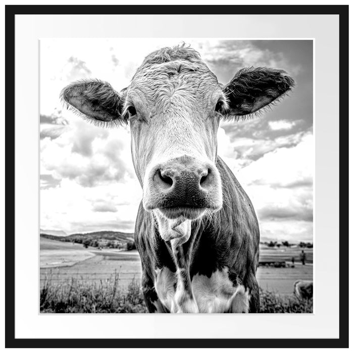 Nahaufnahme Kuh auf grüner Weide, Monochrome Passepartout Quadratisch 70