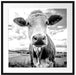 Nahaufnahme Kuh auf grüner Weide, Monochrome Passepartout Quadratisch 70