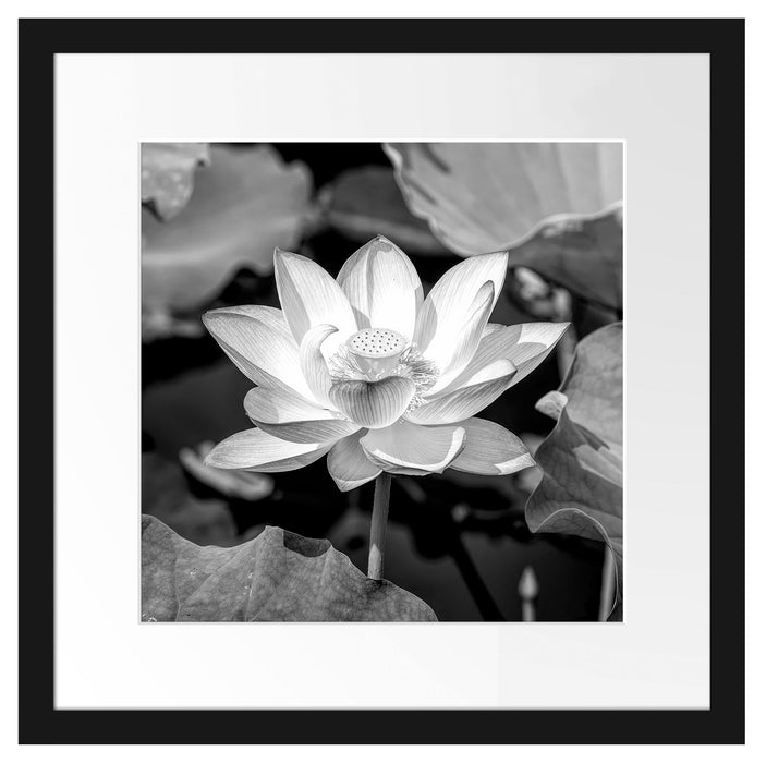 Rosa blühender Lotus Nahaufnahme, Monochrome Passepartout Quadratisch 40