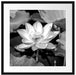 Rosa blühender Lotus Nahaufnahme, Monochrome Passepartout Quadratisch 55