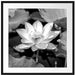 Rosa blühender Lotus Nahaufnahme, Monochrome Passepartout Quadratisch 70