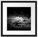 Leuchtende Lotusblüte auf grauer Pfütze, Monochrome Passepartout Quadratisch 40