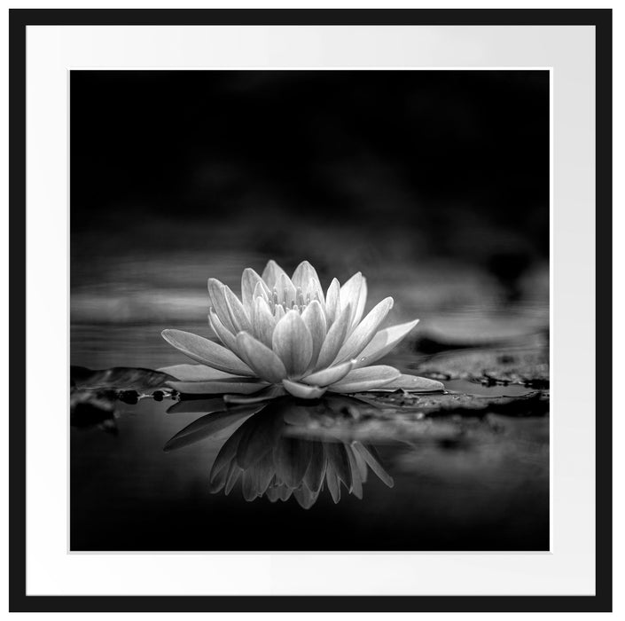 Leuchtende Lotusblüte auf grauer Pfütze, Monochrome Passepartout Quadratisch 70