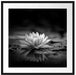 Leuchtende Lotusblüte auf grauer Pfütze, Monochrome Passepartout Quadratisch 70
