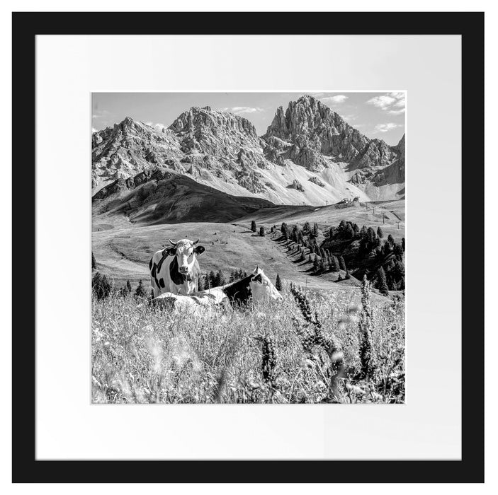 Alpenszene mit Kühen auf grüner Wiese, Monochrome Passepartout Quadratisch 40