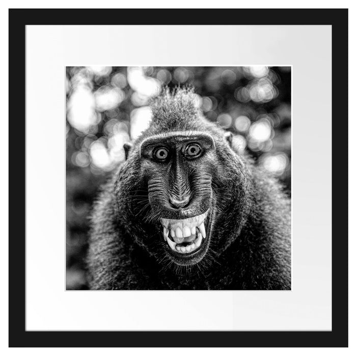 Lustiger Affe lacht mit offenem Maul, Monochrome Passepartout Quadratisch 40
