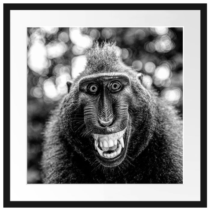 Lustiger Affe lacht mit offenem Maul, Monochrome Passepartout Quadratisch 55