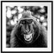 Lustiger Affe lacht mit offenem Maul, Monochrome Passepartout Quadratisch 70
